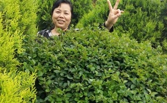 成人免费AA片在线观看